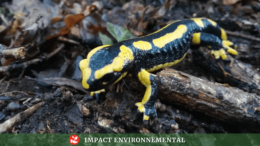La faune et la flore des Landes de La Poterie