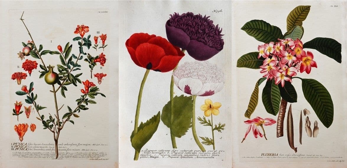 Phytanthoza-iconographia (1737-1745)