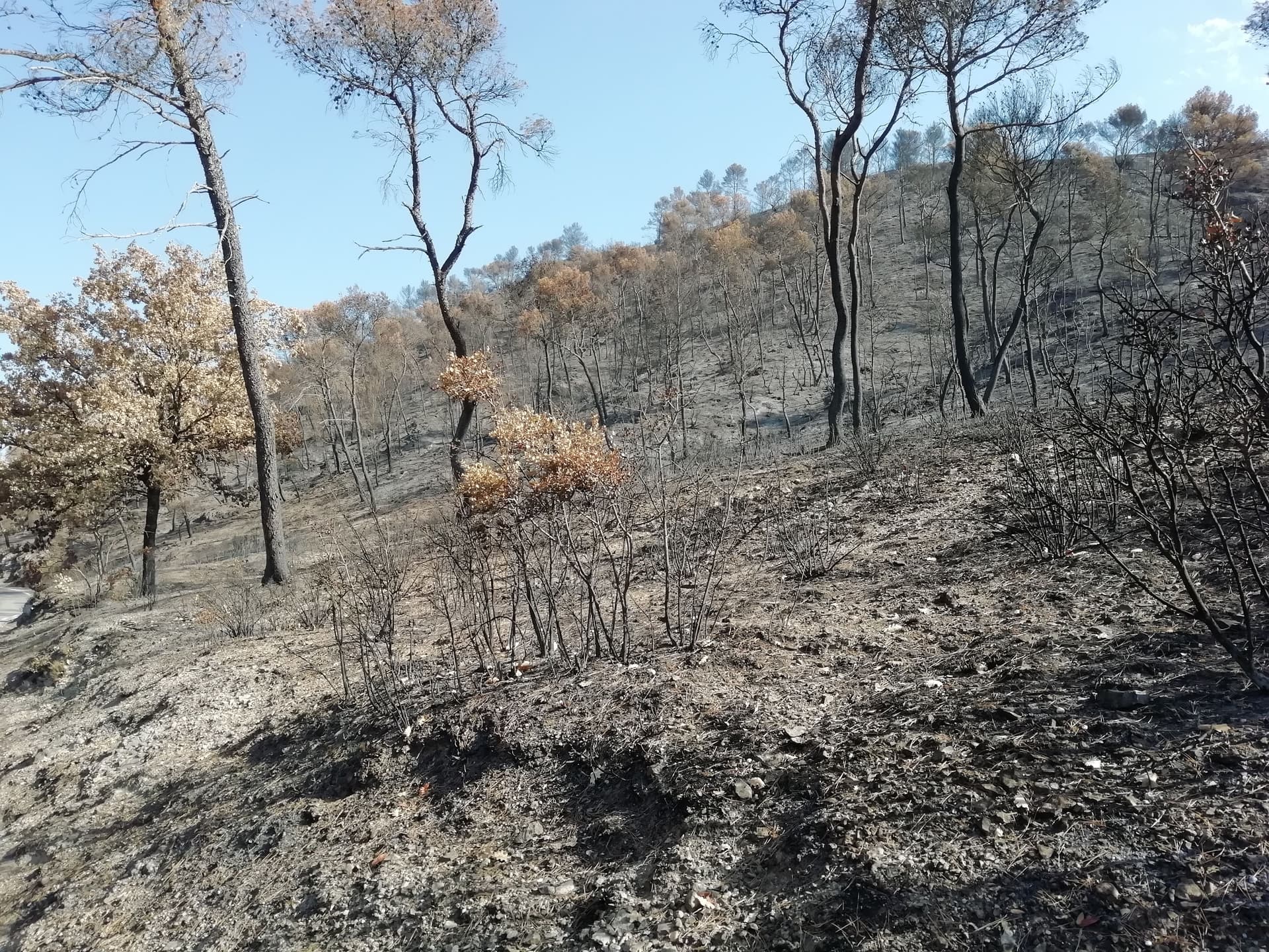 Sauvons les forêts de PACA