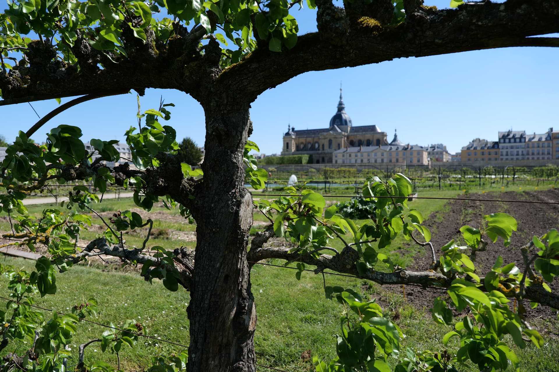 Patrimoine arboré du Potager du Roi