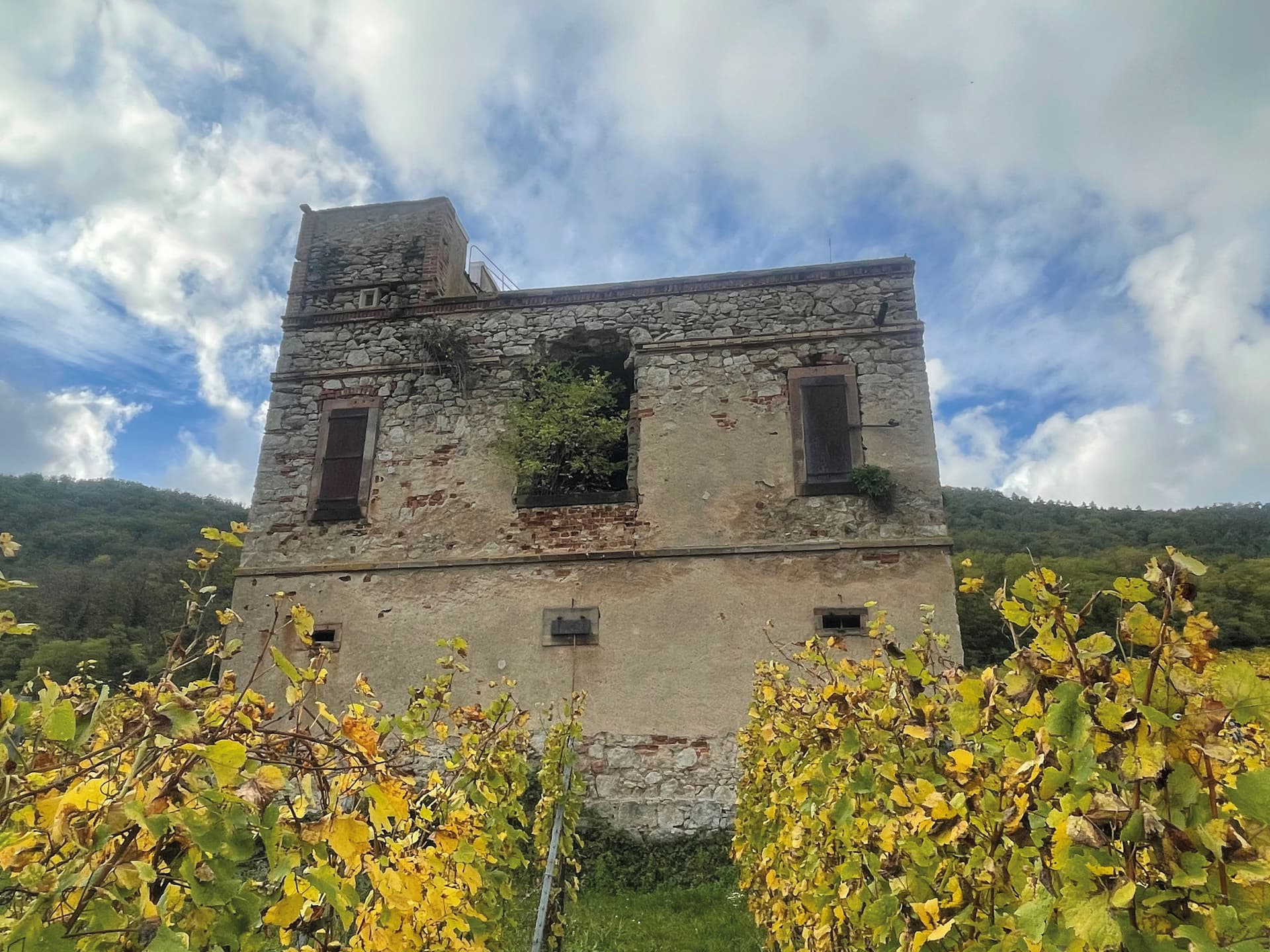 Le Pavillon des Vignes à Scherwiller 
