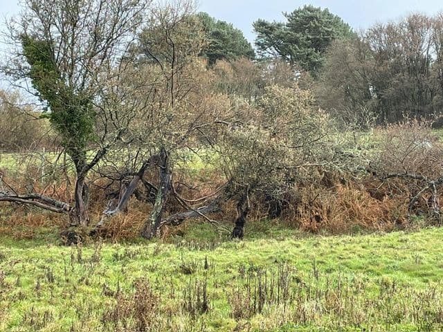 L'étang de L'îlot Kergaher à Guidel