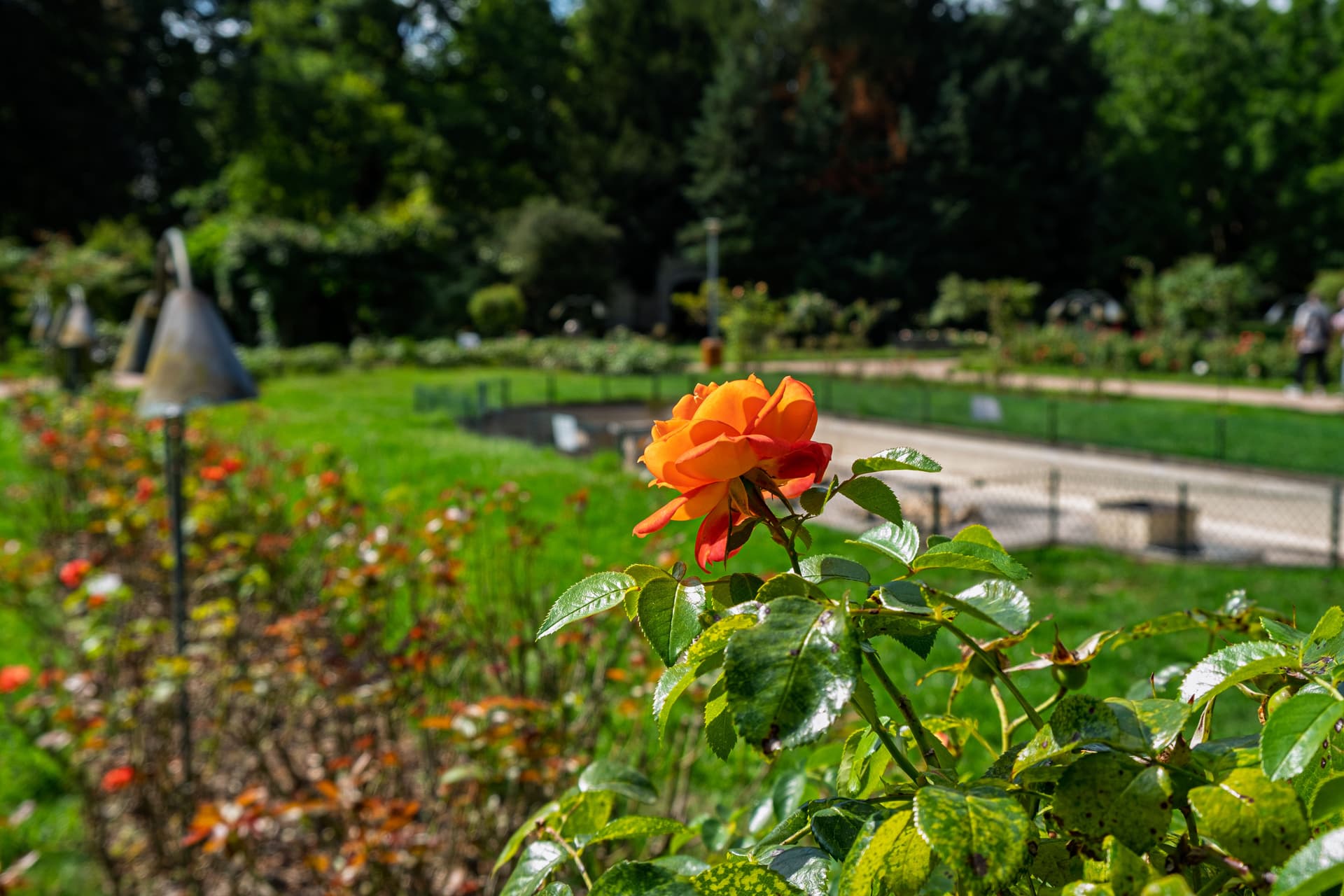 La roseraie du parc de la Pépinière