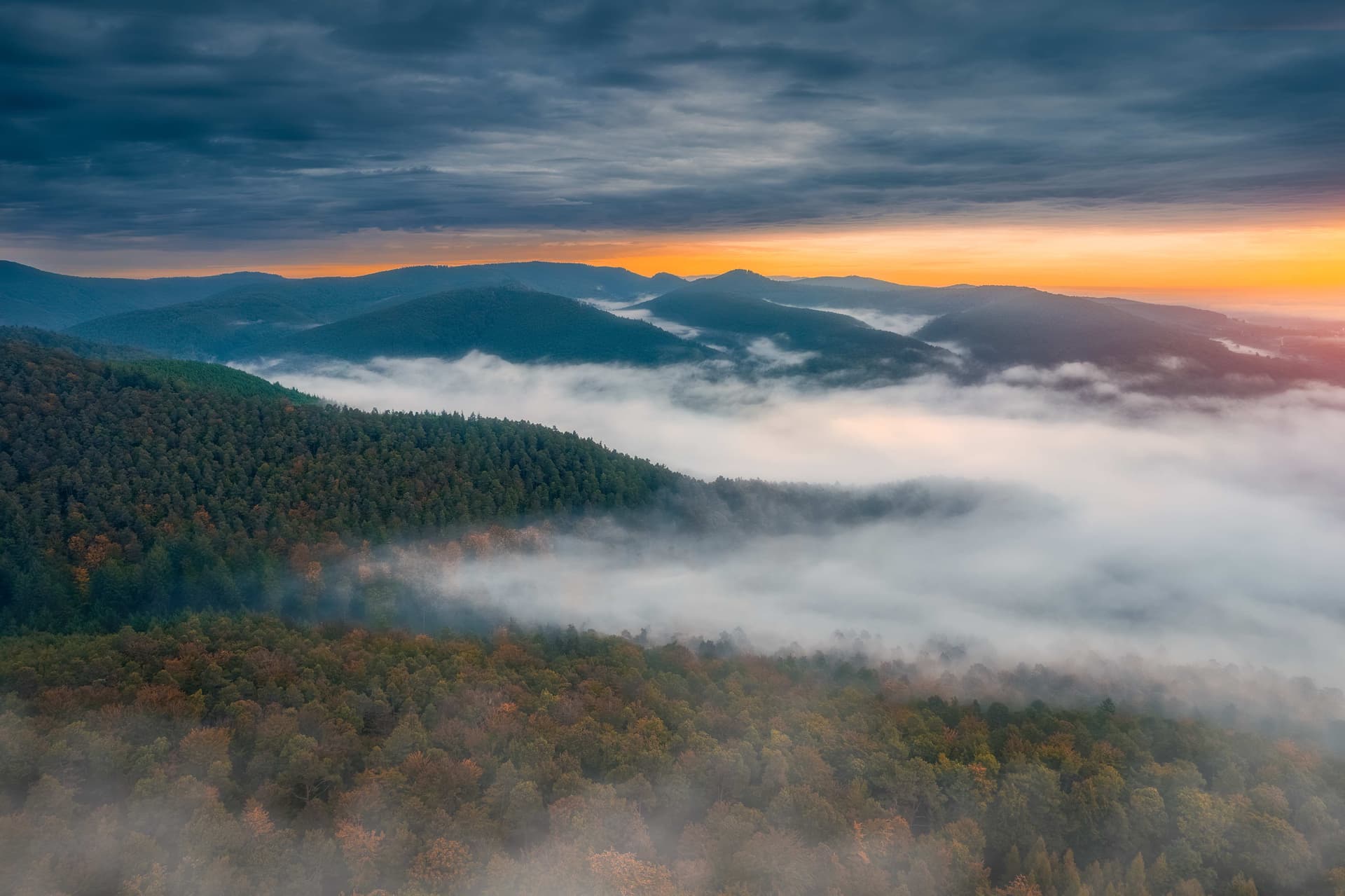 Préservons la forêt des Vosges du Nord en Alsace