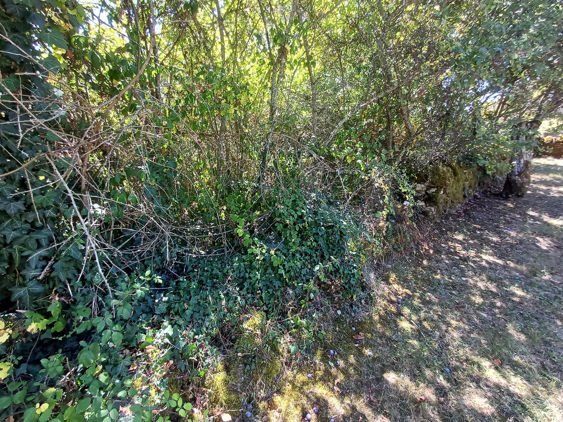 Mur en pierres sèches à Montenoison
