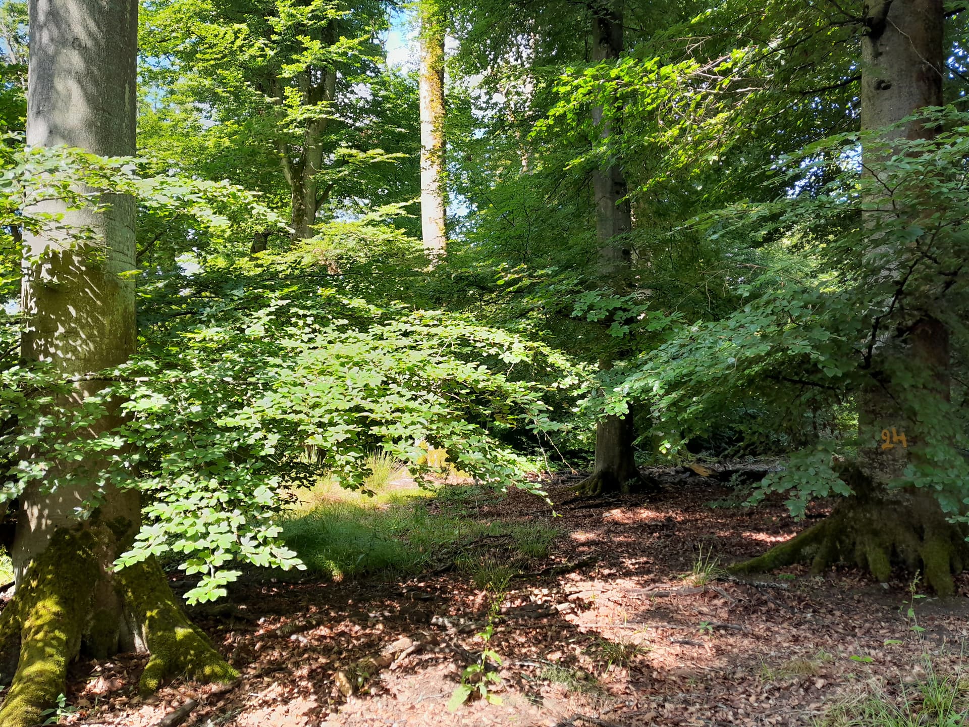 îlot forestier de Sarreinsming