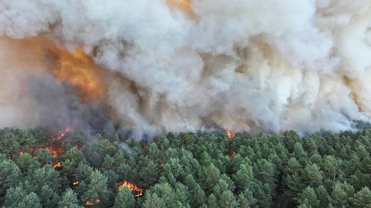 Sauvons la forêt de Fontainebleau !