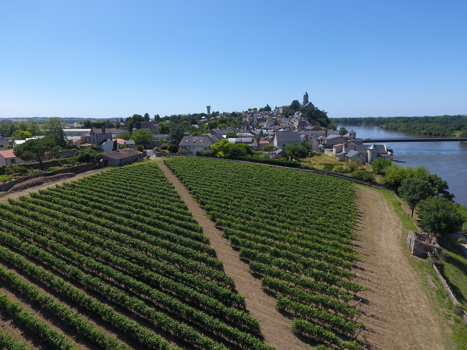 Clos de vigne de Saint-Florent le Vieil