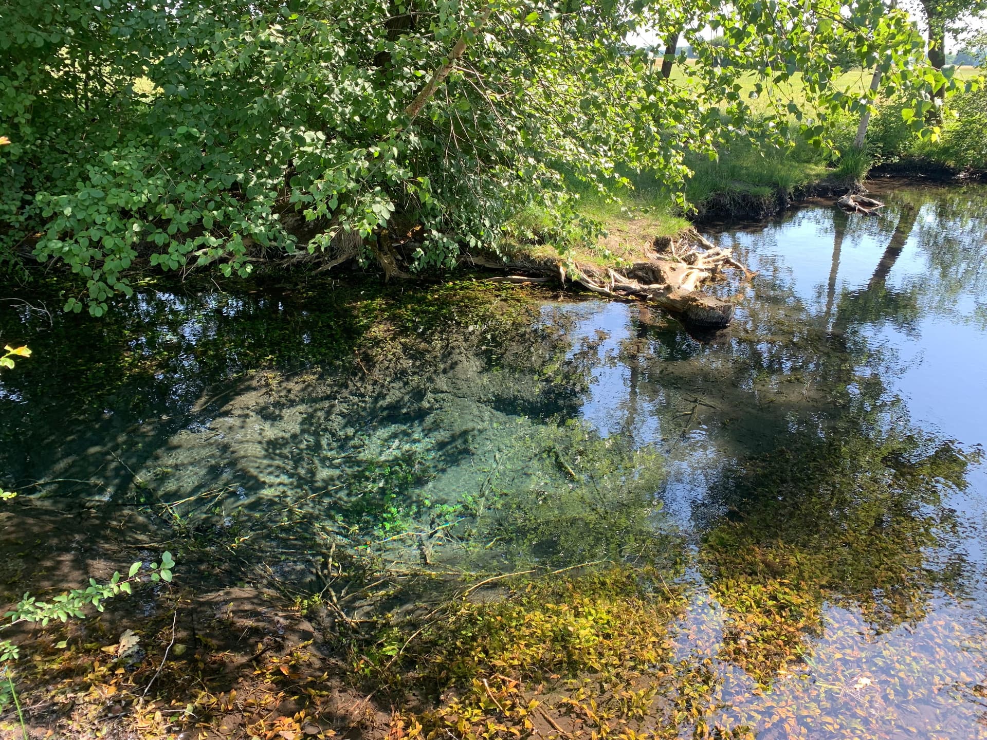 Le Ried de la Zembs - la "Belle Source"