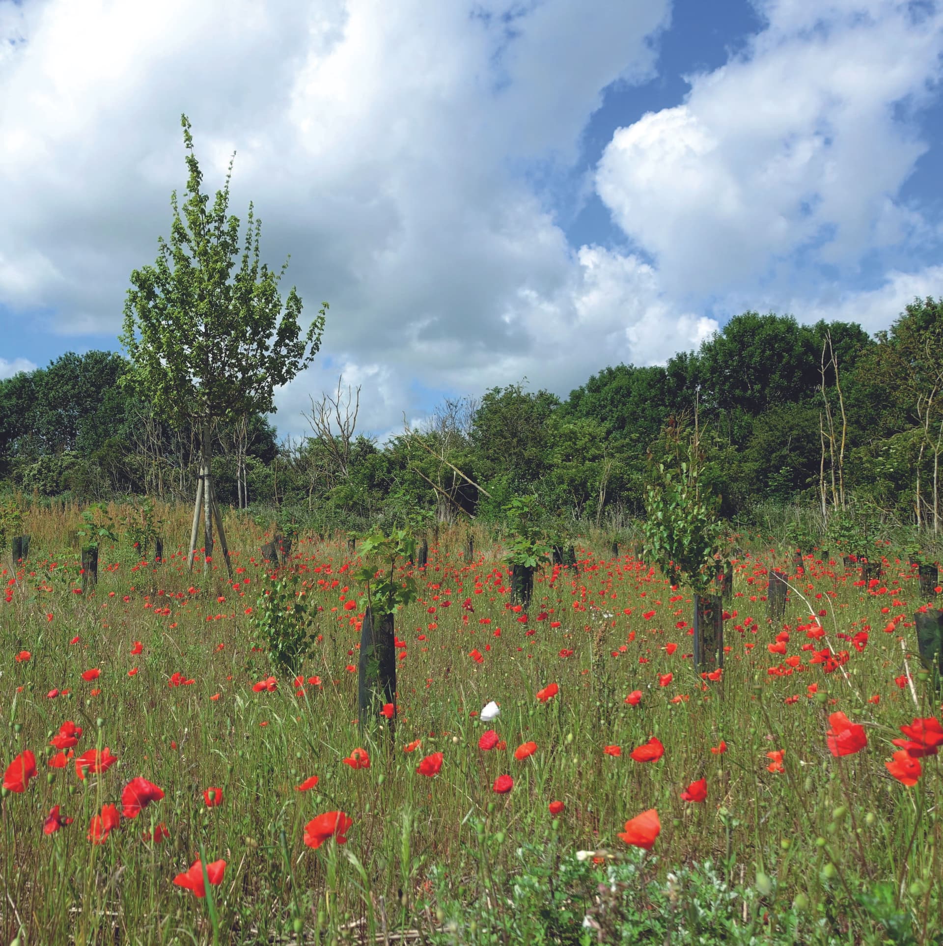 La forêt de Maubuisson