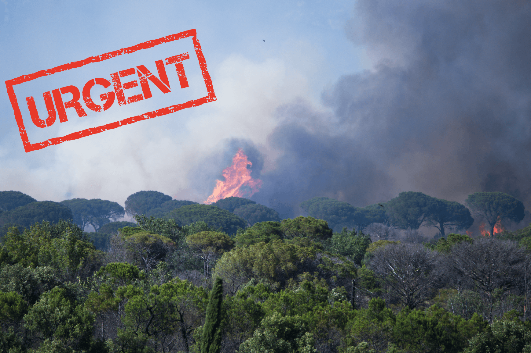 Sauvons les forêts de PACA