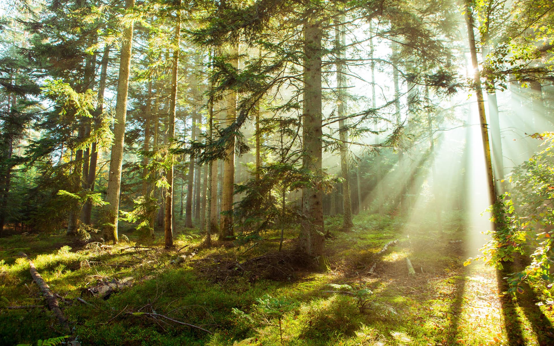 10 000 arbres pour la forêt ardéchoise de demain