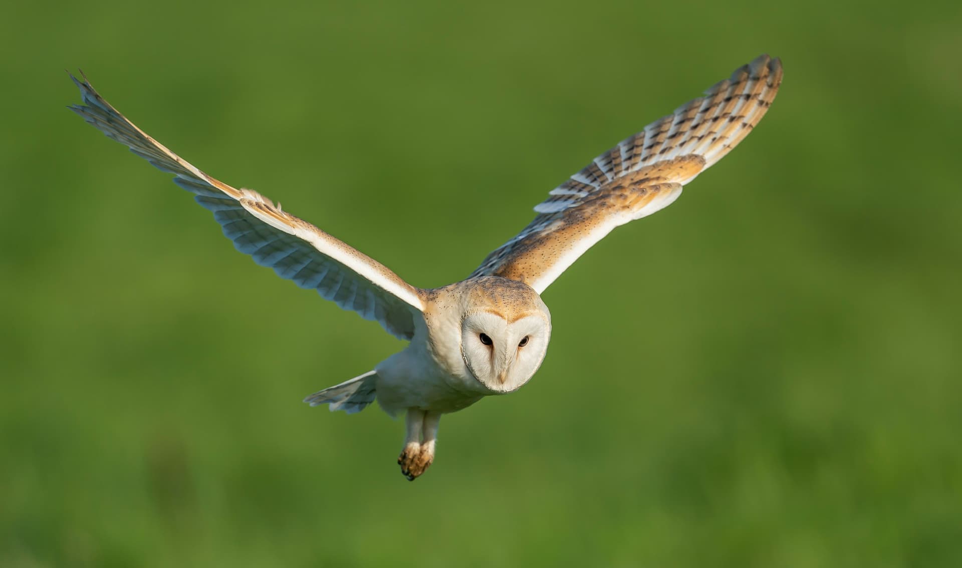 Nichoir pour chouettes en Meuse