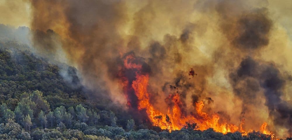 Sauvons les forêts françaises