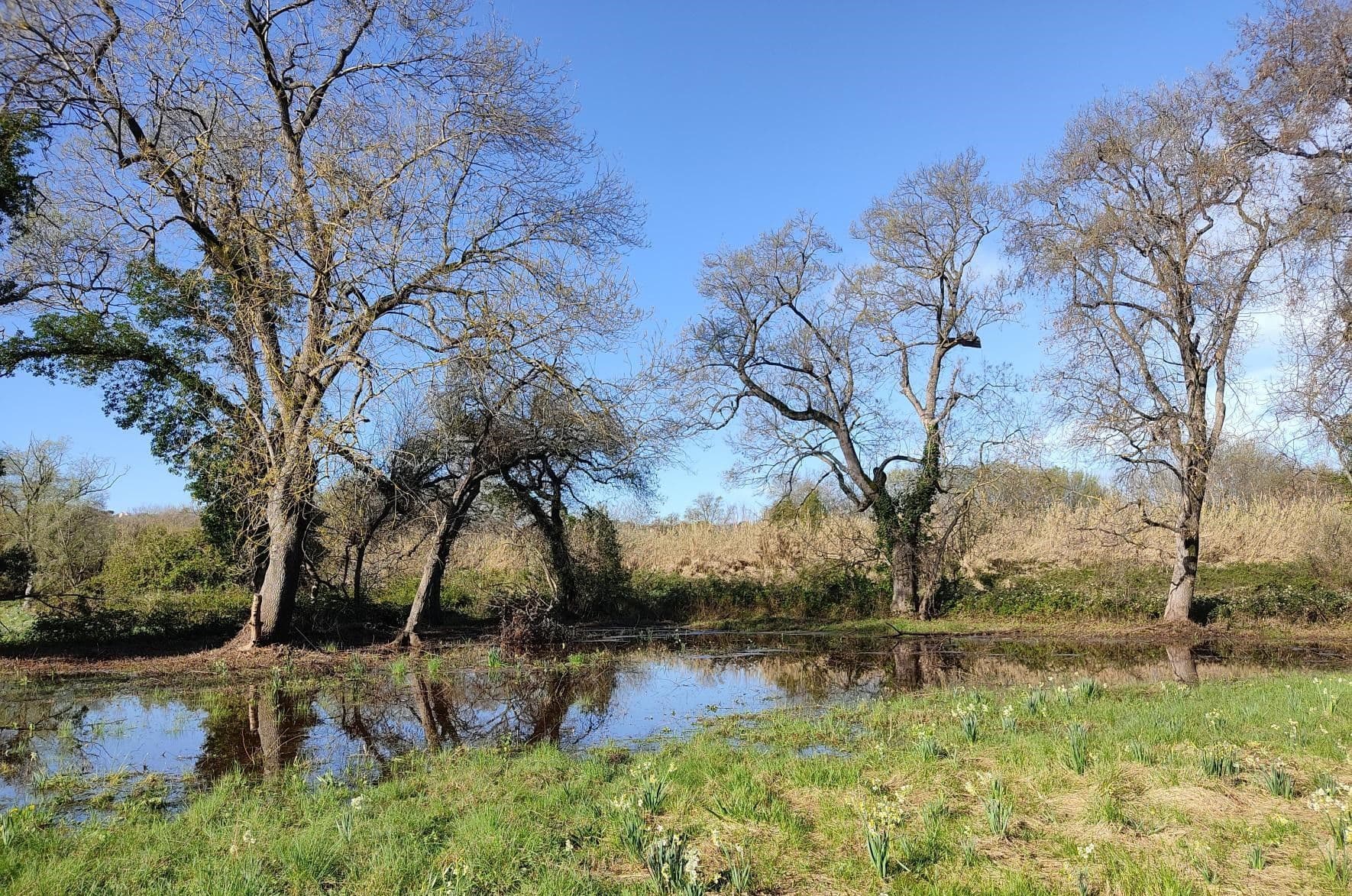 Prairies humides de la Brague à Antibes